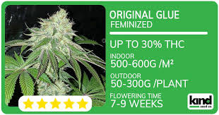 The Toad Strain Seeds A Comprehensive Guide