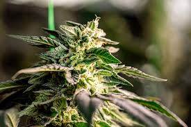 The Toad Strain Seeds A Comprehensive Guide