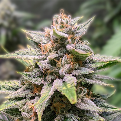 The Toad Strain Seeds A Comprehensive Guide